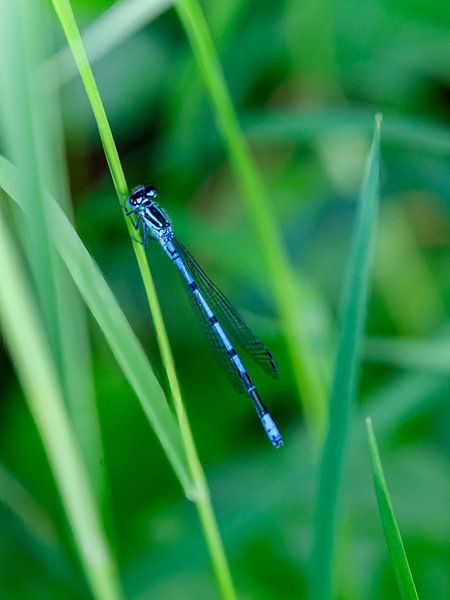 Dragonfly by Hans-Bernd Lichtblau