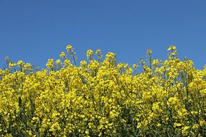 gelber Raps und ein blauer Himmel