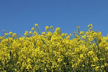 du colza jaune et un ciel bleu sur Yvonne Blokland