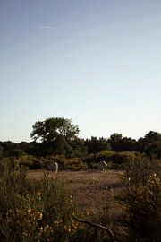 Cows on the plain by LM fotografie