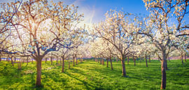 Im Obstgarten von Bram de Jong