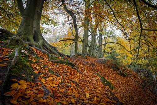 Droombos in Wassenaar