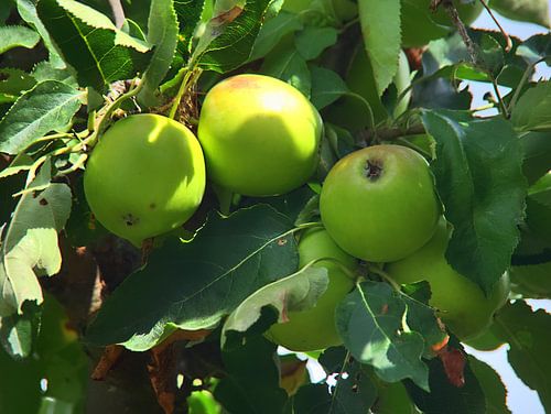 Pommes sur l'arbre