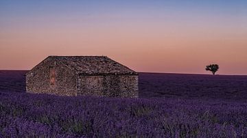 Een oud schuurtje tussen de lavendel velden na zonsondergang van Hillebrand Breuker