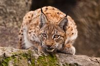 un beau chat lynx est assis sur une pierre et regarde attentivement les exigeants avec des yeux clai par Michael Semenov Aperçu