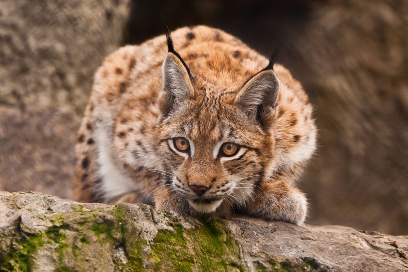 un beau chat lynx est assis sur une pierre et regarde attentivement les exigeants avec des yeux clai par Michael Semenov