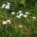 Bird's eye spring flower by Etienne Oldeman thumbnail