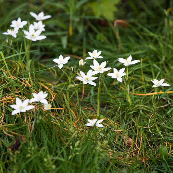 Bird's eye spring flower by Etienne Oldeman