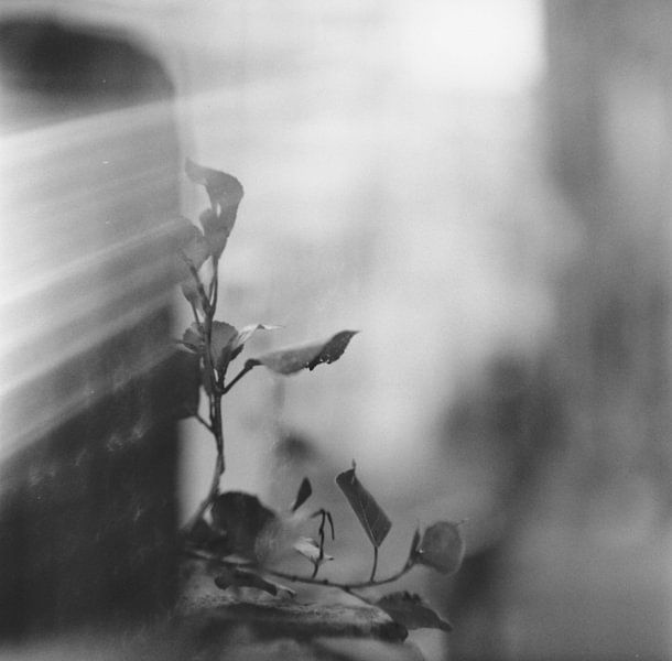 Inspired by Dina by Johannes Wobus