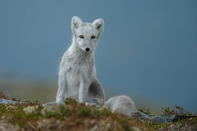 Renard arctique dans un paysage d'automne en Norvège par Menno Schaefer