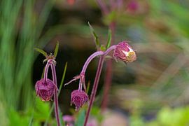 Spring flower 6 by t.ART