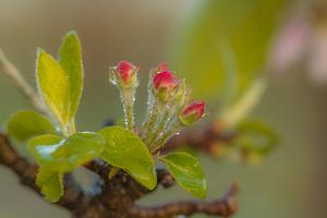 Blüte von Moetwil en van Dijk - Fotografie