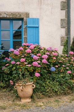 Hydrangea's in Brittany | Blue window | France travel photography by HelloHappylife