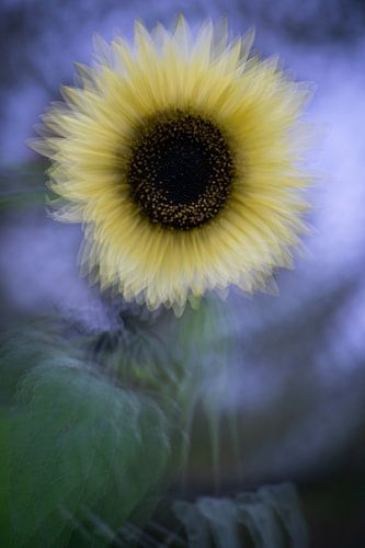 Zonnebloem