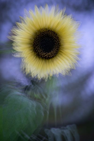 Sunflower by Christien van der Veen Fotografie
