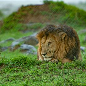Lion sous la pluie sur Peter Michel