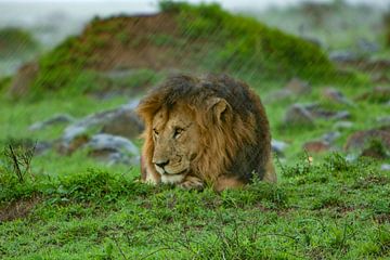 Löwe im Regen