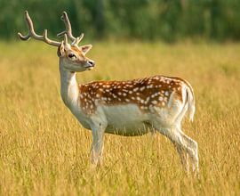 Chevreuils à la lumière du matin à l'île de Haringvreter sur By Marjolein Design