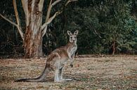 Kangaroo by Marscha van Druuten thumbnail