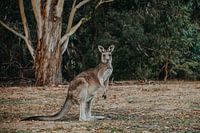 Kangaroo