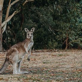 Kangaroo by Marscha van Druuten