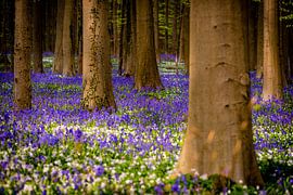 Infinite Bloom — Hallerbos von Alexander Mol