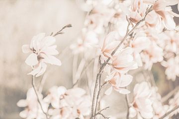 Magnolia's Licht van Monika Strigel