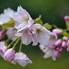Regendruppels op bloeiende prunus; knoppen en bloemen van Peter Apers