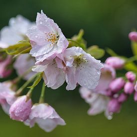 Regentropfen auf blühendem Pflaumenbaum; Knospen und Blüten von Peter Apers