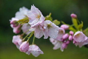 Regendruppels op bloeiende prunus; knoppen en bloemen