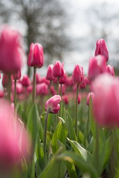 Roze tulpen in een bloembed van Lisette van Gameren