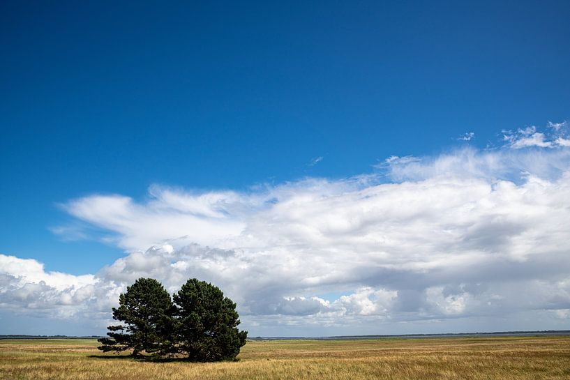 Einsame Bäume unter weitem Himmel von Alexander Baumann