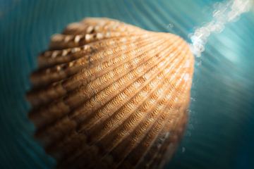 Muschel mit Streifenmuster in der Farbe des Meeres von Lisette Rijkers