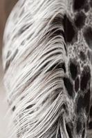 Fine art foto manen paard