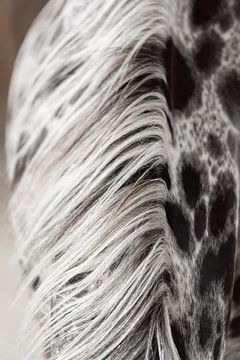 Fine art foto manen paard van Daniëlle Kock
