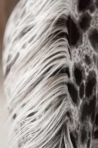 Fine art photo mane horse