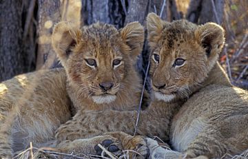 leeuwenwelpen van Paul van Gaalen, natuurfotograaf