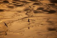 Oiseaux en vol à l'heure d'or