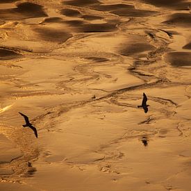 Fliegende Vögel in der Goldenen Stunde von Nella van Zalk