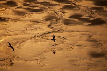 Flying birds in the Golden Hour by Nella van Zalk