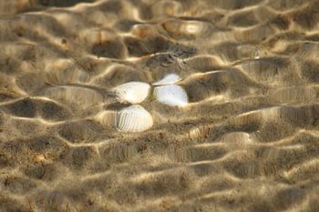 Onderzee Schelpen