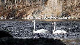 Schwäne auf der Isar von VIDEOMUNDUM
