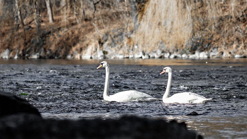 Zwanen op de Isar van VIDEOMUNDUM