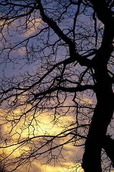 Silhouette of a tree with a beautiful sky.