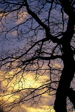 Silhouet van een boom met een prachtige lucht. van Sharon Steen Redeker