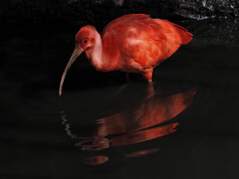 Rode Ibis : Diergaarde Blijdorp van Loek Lobel