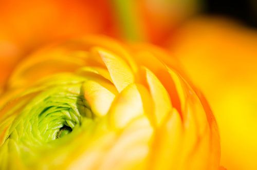 Colourful Ranunculus