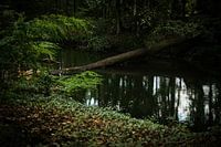 Dark mysterious green forest | Netherlands | Nature photography