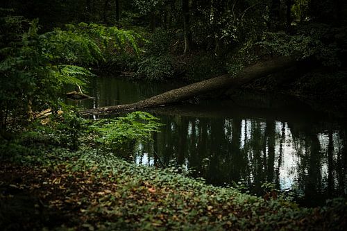 Donker mysterieus groen bos | Nederland | Natuurfotografie