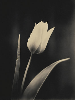 Tulpe im sanften Licht Nr. 13